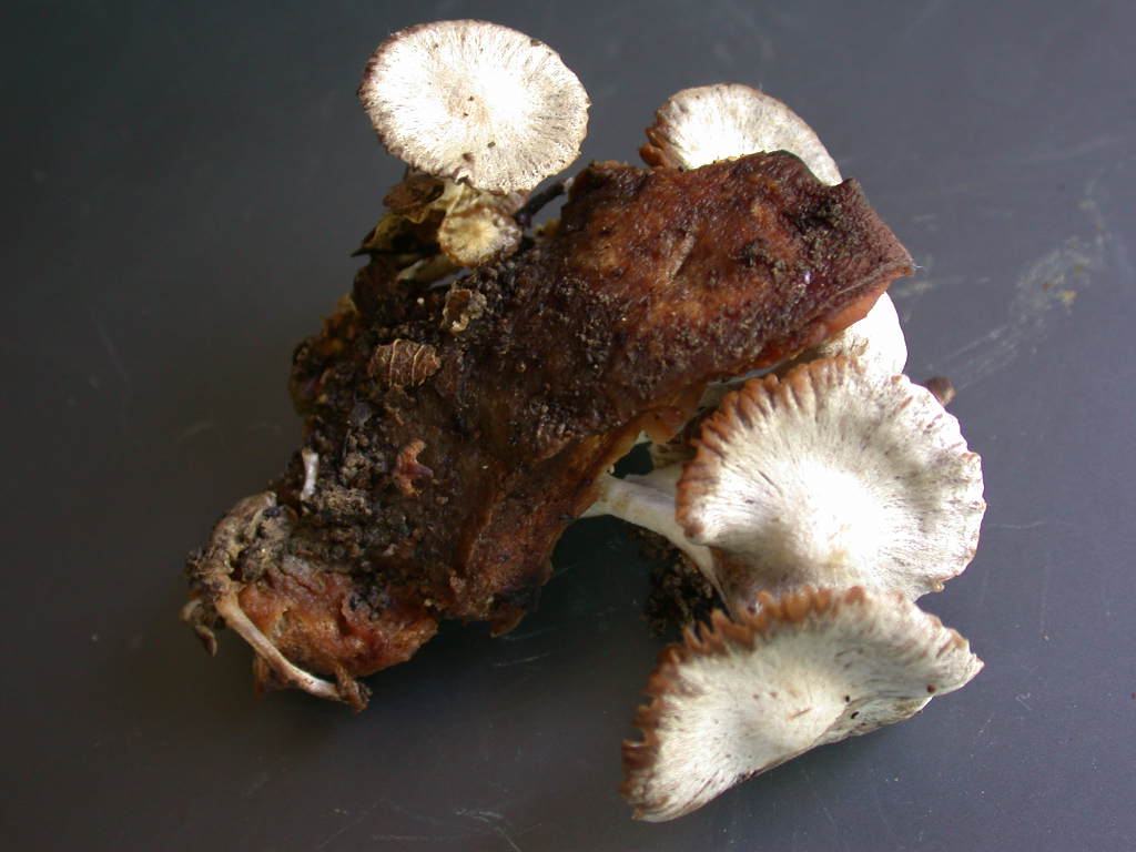 Sar� facile ....  ???   Quizzzz